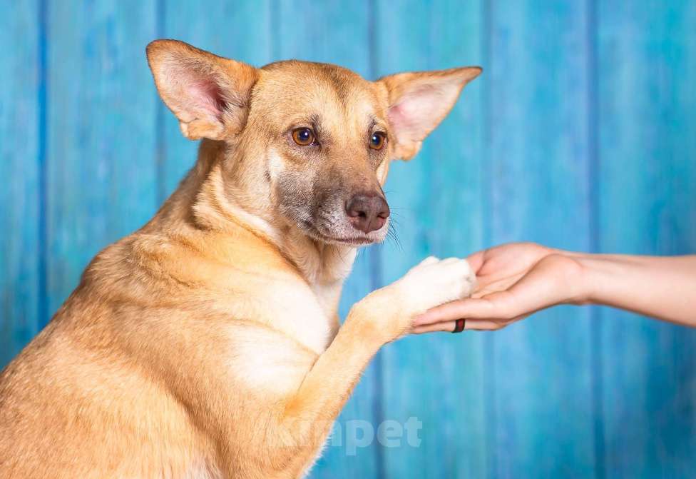 Собаки в Москве: Домашняя собака в поисках семьи Девочка, Бесплатно - фото 6