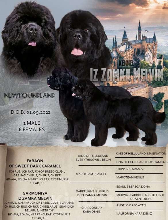 Собаки в Москве: Щенки Ньюфаундленд Девочка, 60 000 руб. - фото 1