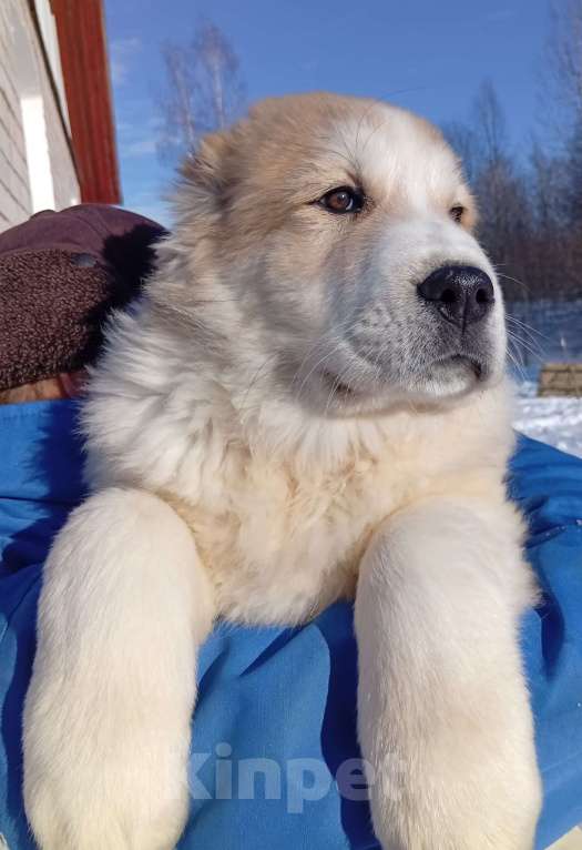 Собаки в Печоре: Девочка САО Девочка, 50 000 руб. - фото 2