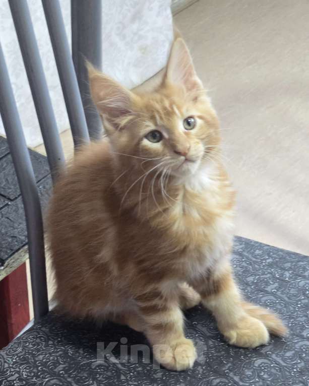 Кошки в Москве: Девочка 3 Девочка, 20 000 руб. - фото 6