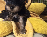 Собаки в Санкт-Петербурге: Щенки йоркширского терьера Мальчик, 22 500 руб. - фото 2