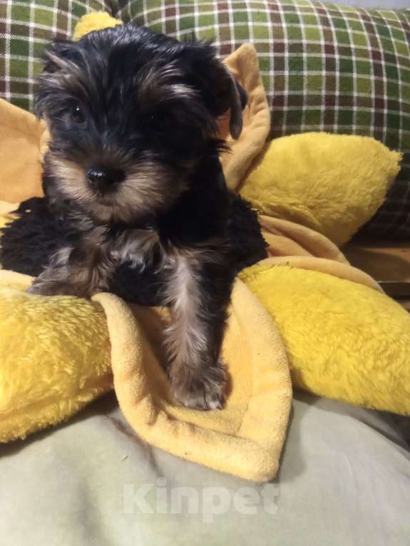 Собаки в Санкт-Петербурге: Щенки йоркширского терьера Мальчик, 22 500 руб. - фото 2