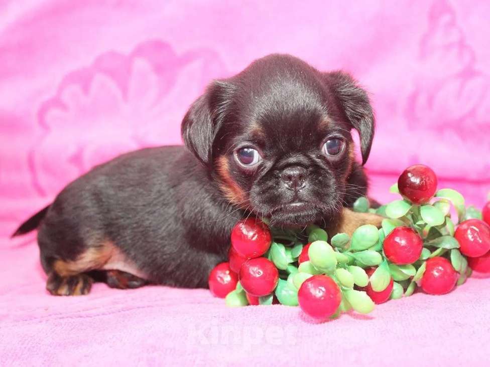 Собаки в Санкт-Петербурге: Шалунья Девочка, 80 000 руб. - фото 2
