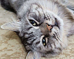 Кошки в Москве: Корсик ищет дом Мальчик, Бесплатно - фото 2