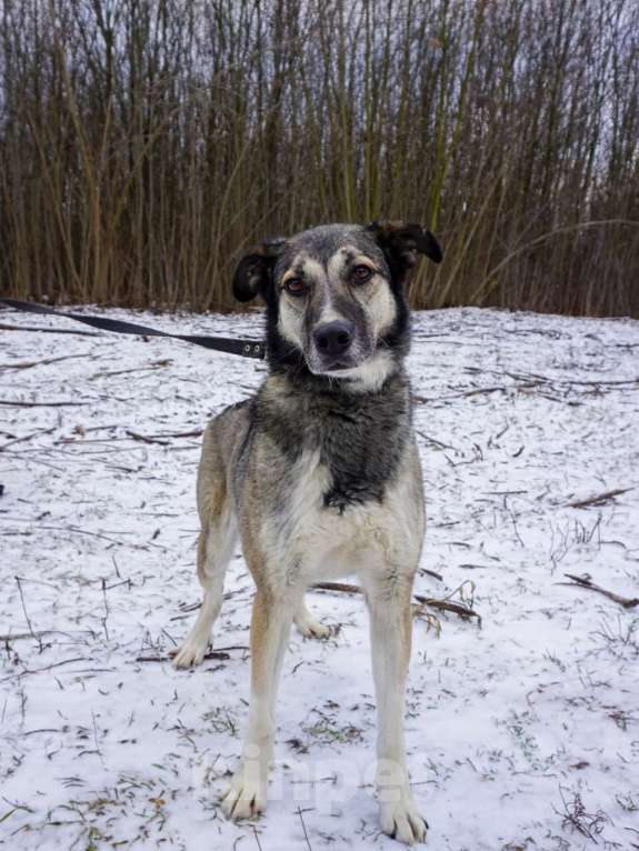 Собаки в Москве: Рок в добрые руки Мальчик, Бесплатно - фото 3