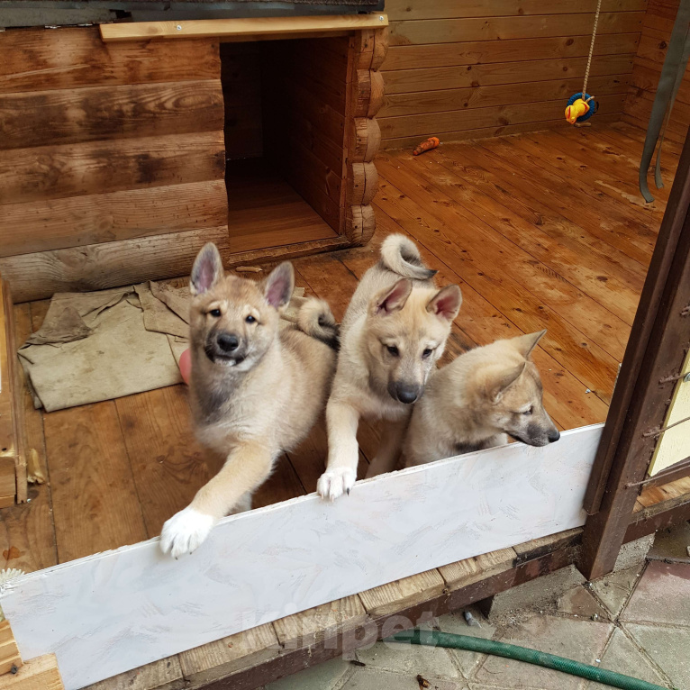 Собаки в других городах Калужской области: Западносибирская лайка, посмотреть https://dropmefiles.com/EFo7F Мальчик, 7 000 руб. - фото 1