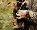 Собаки в Рыбном: Щенок в добрые руки Девочка, Бесплатно - фото 4