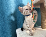 Кошки в Москве: Снежный котёнок Мальчик, 35 000 руб. - фото 2