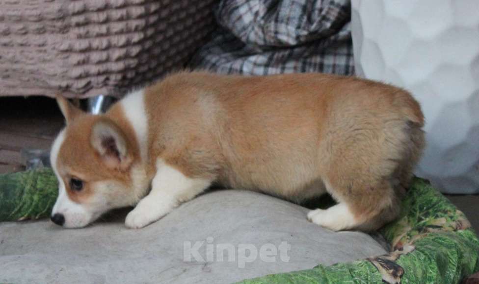 Собаки в Армавире: щенки вельш корги Девочка, 45 000 руб. - фото 5