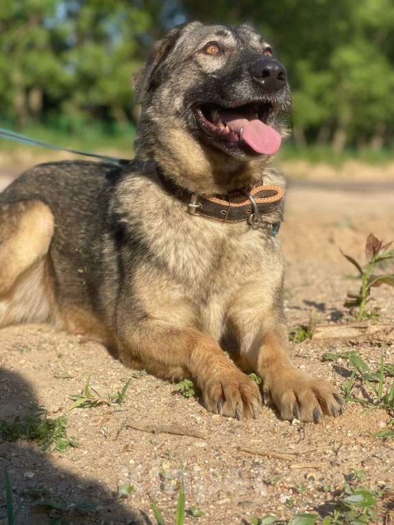 Собаки в Владимире: Альма в добрые руки Девочка, Бесплатно - фото 3