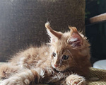 Кошки в других городах Ленинградской области: Котенок мейн-кун Мальчик, 100 000 руб. - фото 1