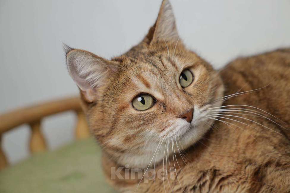 Кошки в Балашихе: Крутая кошка Шейла  Девочка, Бесплатно - фото 3