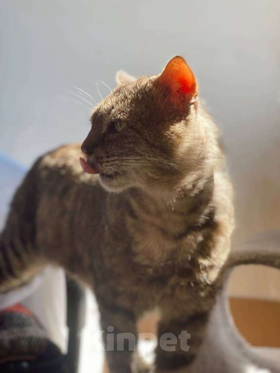 Кошки в Москве: Одинокий котик Тристан ищет семью Мальчик, Бесплатно - фото 5