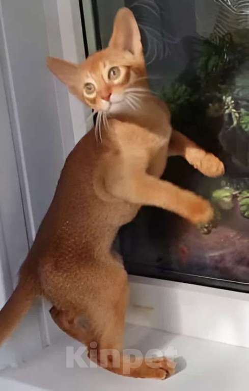 Кошки в Нижнем Новгороде: Абиссинская принцесса Девочка, Бесплатно - фото 4