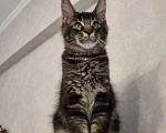Кошки в Омске: Котенок мейн- кун Мальчик, 70 000 руб. - фото 4