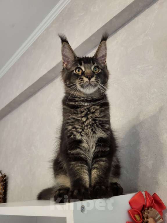 Кошки в Омске: Котенок мейн- кун Мальчик, 70 000 руб. - фото 4