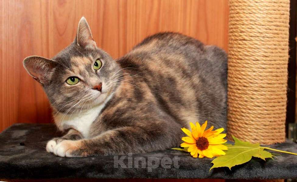 Кошки в Калуге: Мелисса, принцесса осени. Кошка в добрые руки.  Девочка, Бесплатно - фото 3