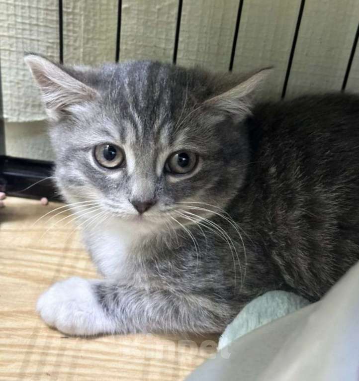 Кошки в Москве: Котята в добрые руки! Девочка, Бесплатно - фото 5