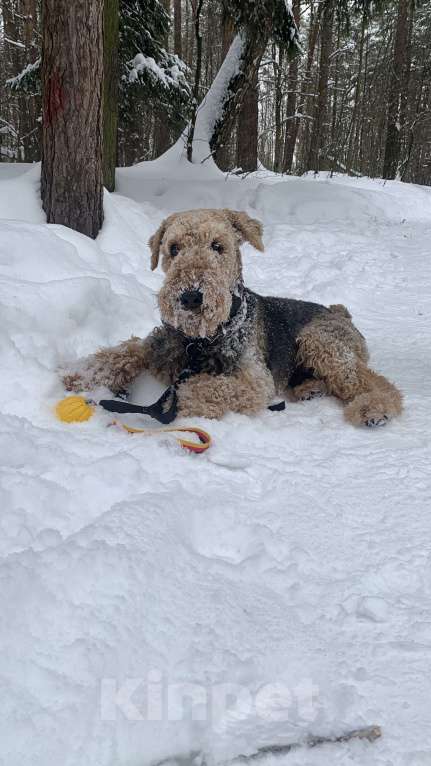 Собаки в Балашихе: Эрдельтерьер вязка Мальчик, Бесплатно - фото 5