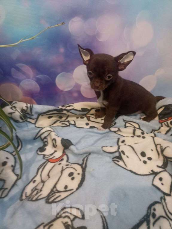 Собаки в Москве: Девочка чихуа Девочка, 30 000 руб. - фото 1