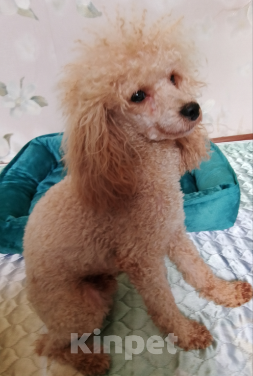 Собаки в Шахте: Щенки, ПОМАПУ. Мальчик, 20 000 руб. - фото 6