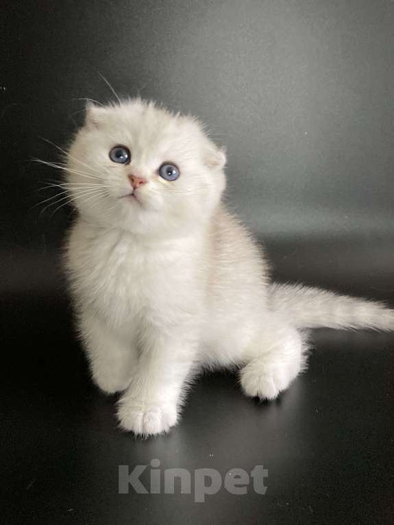 Кошки в Москве: Барни Мальчик, 40 000 руб. - фото 2