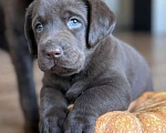 Собаки в Самаре: Шоколадный щенок лабрадора Мальчик, 45 000 руб. - фото 1