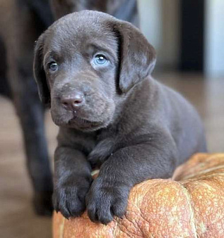 Объявление: Шоколадный щенок лабрадора, 45 000 руб., Самара
