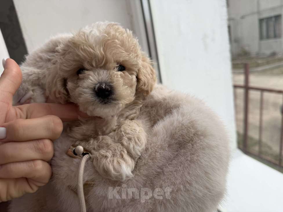Собаки в Иваново: Той-пудель мальчик Мальчик, Бесплатно - фото 5