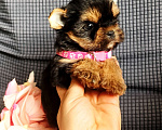 Собаки в Москве: Девочка йоркширский терьер Девочка, 45 000 руб. - фото 2