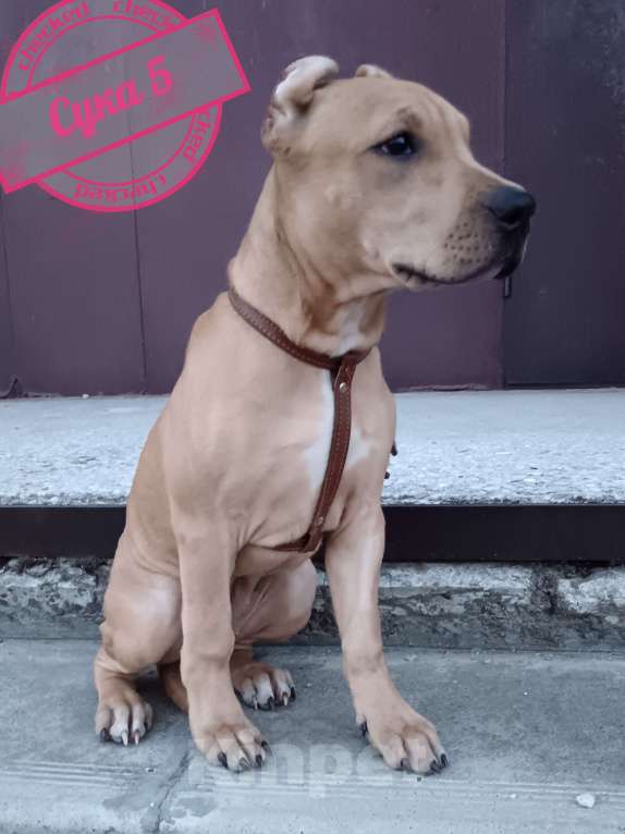 Собаки в Томске: Американский стафордширский терьер  Девочка, 40 000 руб. - фото 3