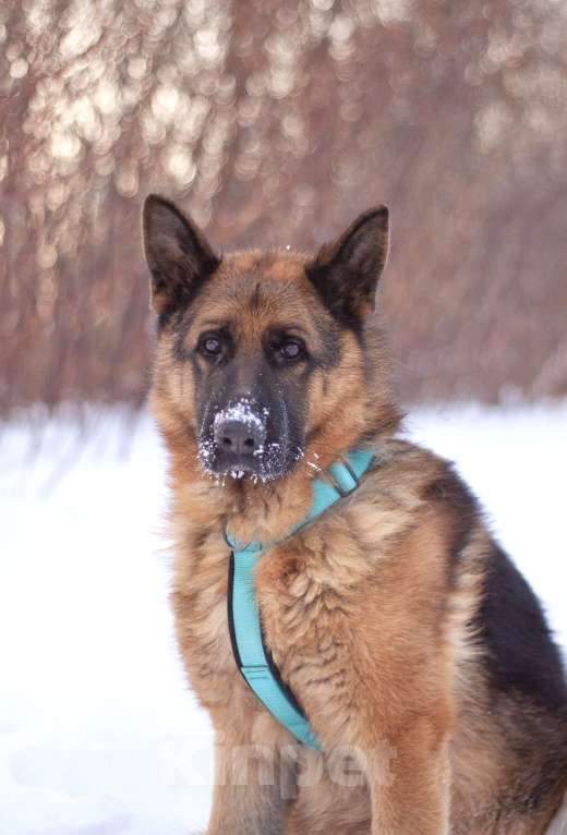 Собаки в Москве: Чезар готов стать самым верным, только бы нашлась для него семья Мальчик, Бесплатно - фото 1