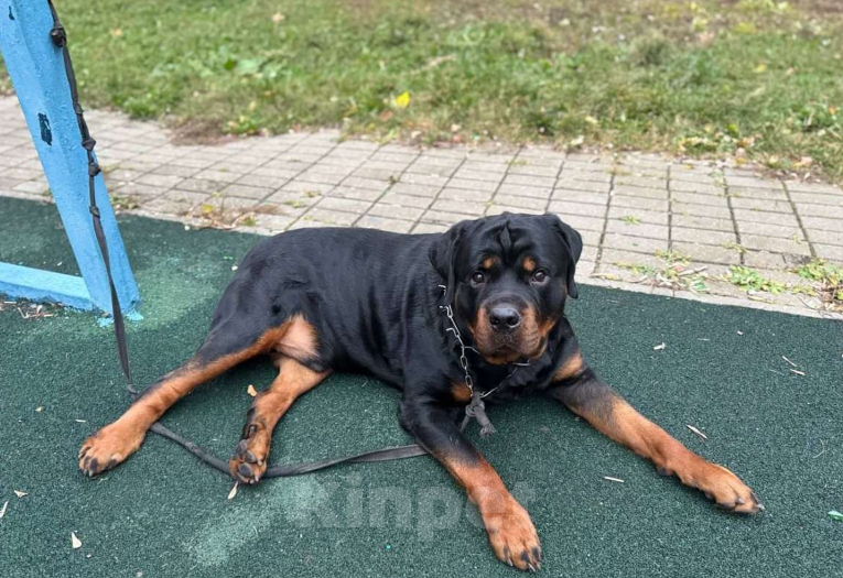 Собаки в Балашихе: Ротвейлер  Мальчик, 15 000 руб. - фото 2