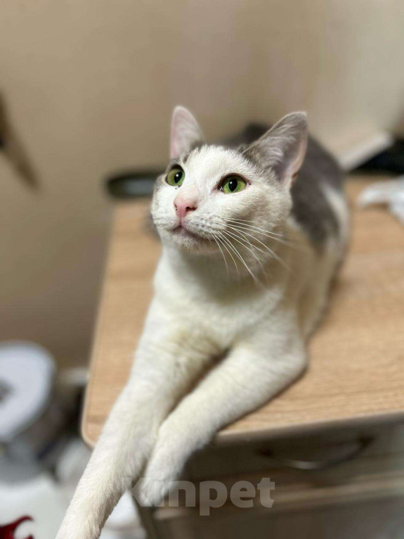 Кошки в Голицыно: 💚 Ищем любящих и заботливых хозяев для котика 💚 Мальчик, Бесплатно - фото 1