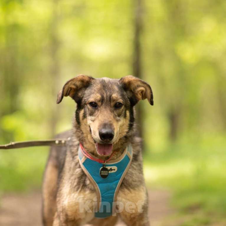 Собаки в Москве: Шкода Девочка, Бесплатно - фото 2