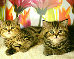 Кошки в Ливны: Высококлассные Шотландские Котятки от Чемпиона., 15 000 руб. - фото 3