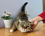 Кошки в Кувшиново: Стерилизованная и привитая красавица в дар, Бесплатно - фото 2