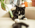 Кошки в Москве: Плюшевый котик Маркиз ищет дом Мальчик, Бесплатно - фото 3