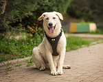 Собаки в Москве: Мальчик Клевер, молодой пёс ищет дома, метис лабрадора Мальчик, 10 руб. - фото 7