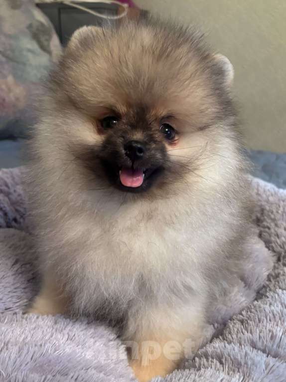 Собаки в Петергофе: Сладкий мальчонка Мальчик, 45 000 руб. - фото 3