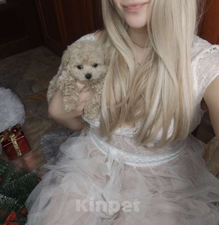 Собаки в Москве: Мальтипу мальчик Тедди  Мальчик, 140 000 руб. - фото 2