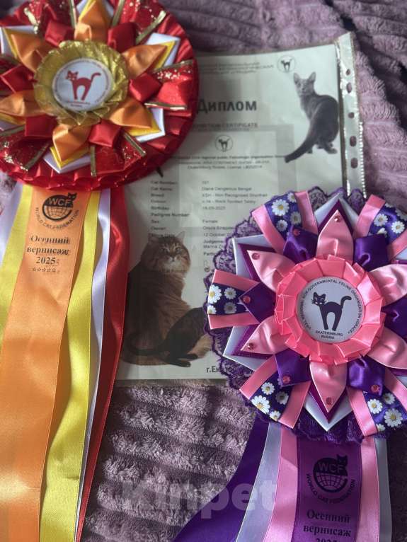 Кошки в Екатеринбурге: Внучка, Азиатского леопардового кота!!! Девочка, 70 000 руб. - фото 3