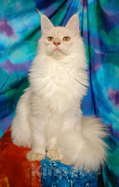 Кошки в Санкт-Петербурге: Девочка красное высокое серебро. Девочка, 35 000 руб. - фото 5