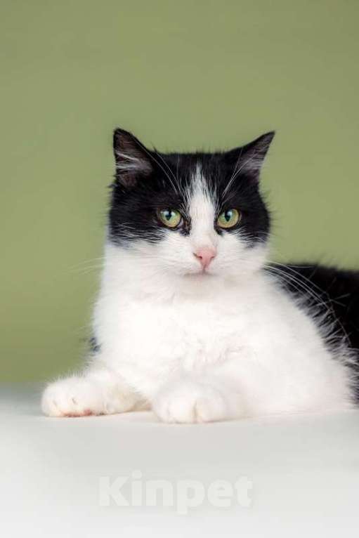 Кошки в Москве: Очаровательная ласкуша Рыбка в добрые руки Девочка, Бесплатно - фото 3