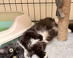 Кошки в Москве: Котенок в поисках дома Девочка, Бесплатно - фото 5
