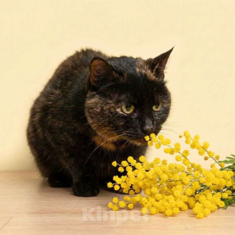 Кошки в Москве: Яшму никто не замечает Девочка, Бесплатно - фото 3