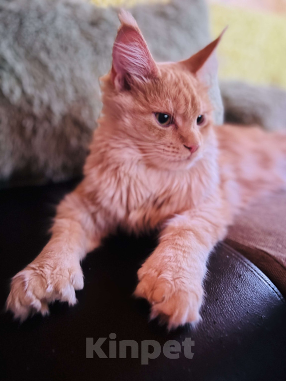 Кошки в Москве: Красная тикированная девочка  Девочка, 25 000 руб. - фото 2