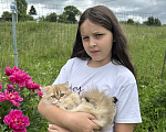 Кошки в Нижнем Новгороде: Хайленд стайт Девочка, 30 000 руб. - фото 1