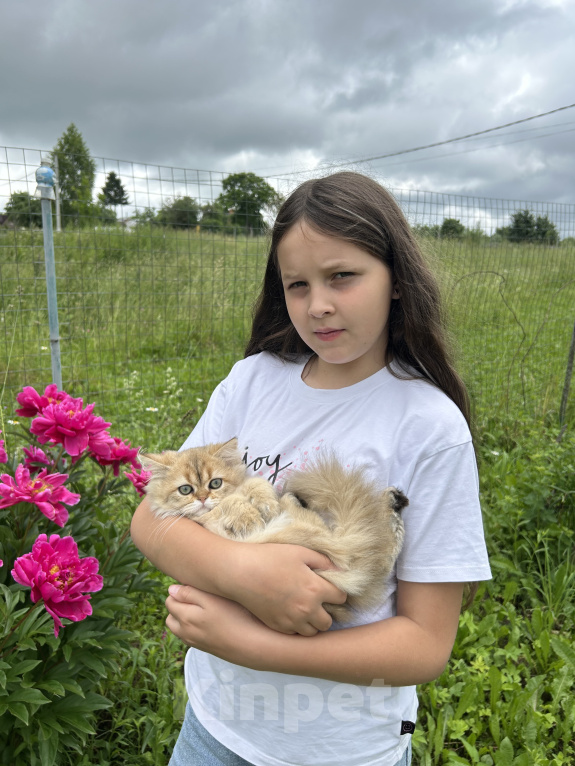 Кошки в Нижнем Новгороде: Хайленд стайт Девочка, 30 000 руб. - фото 1