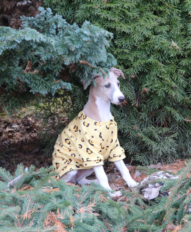 Собаки в Москве: Красавица Карелия Девочка, Бесплатно - фото 5